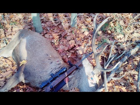 ⁠Driven hunt in poland @foxtailhuntingtv9058