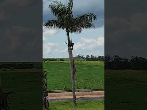 Farm in Mandaguaçu, Paraná, Brazil# agroparanabrasil