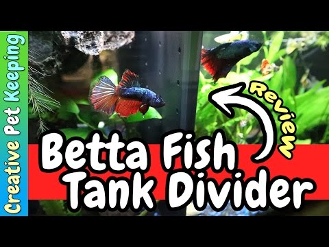 Betta Fish Commuity Tank Divider | REVIEW
