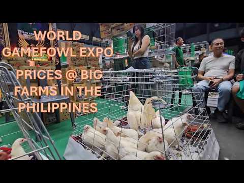 Gamefowl Expo - Prices @ Big Farms 5k sweater white kelso melsims hatch mclean