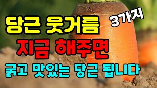 당근 웃거름줄때 이것만은 하지 마세요.지금 해야 할 3가지.솎은 당근 활용방법