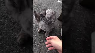 猫と仲良くなりたくて #Shorts