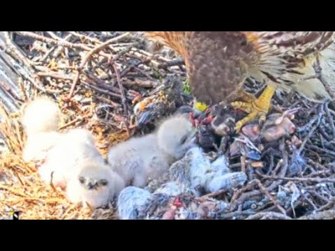 13.05.2023..LIVE CORNELL HAWKS FERNOW NEST CAM.ZOOM IN ON 3 CHIICKS.BIG RED FEEDS CHICKS.FOOD STOCK.