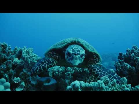 Sustainability (Mana Tiaki)