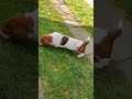 Basset Hound puppy for sale