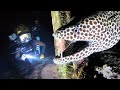 What Creatures Patrol The Ocean Floor At Midnight