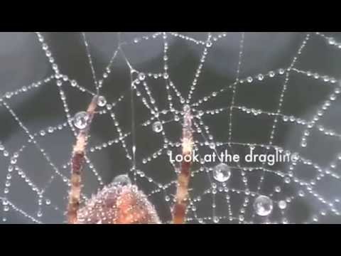 Spider LEARN TO READ SERIES-  Learn about spiders Anatomy of spider, concepts, counting