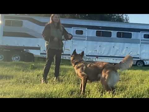 Intensive distraction training