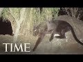 Rare Footage Of A Black Leopard In Kenya: 'No Animal More Elusive, No Animal More Beautiful' | TIME