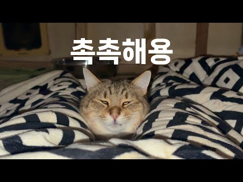 장시간 온돌 난방으로 건조해진 고양이 집에 한국 전통 가마솥 수증기로 습도를 높이다.