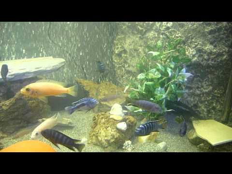 Sügeres Akvárium 500L