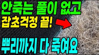 이것 하나로 잡초 뿌리까지 박멸! 안죽는 풀이 없어요 잡초걱정 끝
