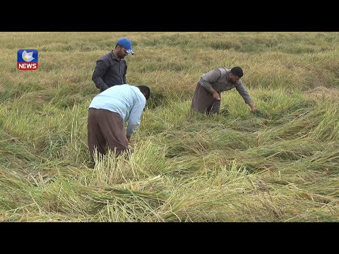 سەیری ڤیدیۆکە بکەن .. بەرھەمی برنجی ئەمساڵ لە ئاکرێ ١٠ ھەزار تۆن زیاترە