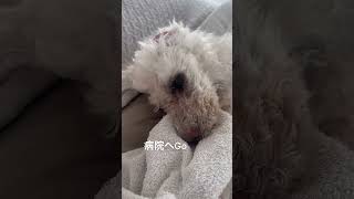 発作…でも体重増えてました！ #シニア犬との暮らし #老犬　#元繁殖犬 #トイプードル #寝たきり #犬のいる生活 #シニア犬との暮らし #shorts