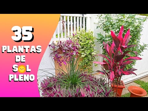 , title : '35 PLANTAS de SOL PLENO / Flores / Jardinagem'