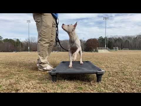 Angel, an adopted Pit Bull Terrier & Boxer Mix in Conover, NC_image-1