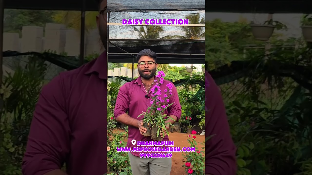 365 Days Flowers in your garden one and only daisy Flowers  #allseasonflower#gardening #flowerplant