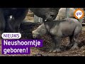 Neushoorntje geboren in Burgers' Zoo