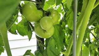 Thumbnail for video: Hydroponics Easy Self Sustaining  - Beginners DIY Tomato Drip System part 3