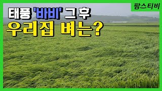 태풍 바비가 지나간후 농작물과 태양광시설 피해가 없는지 다녀왔어요.