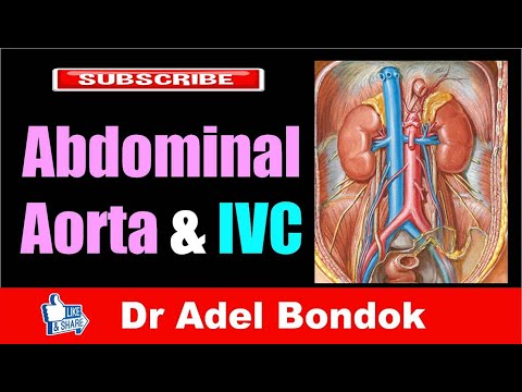 Abdominal Aorta and Inferior Vena Cava, Dr Adel Bondok