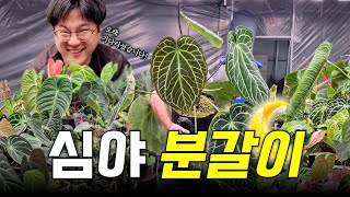 의식의 흐름대로 아무말????️???? 대잔치 달밤????의 분갈이 쇼 ㅣ 안스리움 크리스탈리넘 대품 분갈이