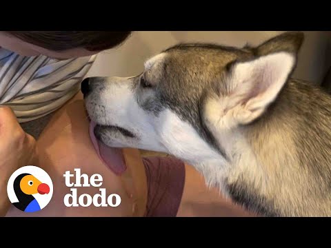 Husky Patiently Waits Next To Moms Belly To Finally Meet His Little Brother | The Dodo Soulmates