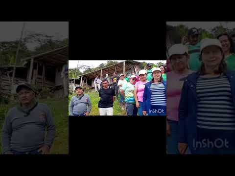 Campesena, ruta 1 Pauna Manote bajo, pollo semicriollo