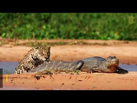 Un jaguar attaque un caïman