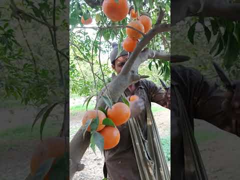 Abdul Karim is harvesting the canes. Look at how the work is being done. You must watch.