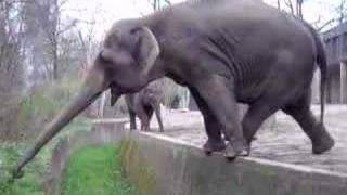 Smart elephant in the Berlin Zoo