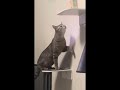 They Fighting And Hes Also Biting Me Cat Funny Cute Funnycats