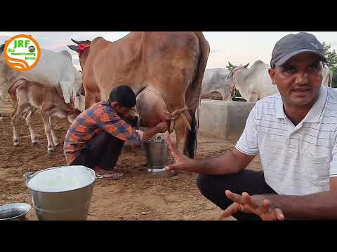 👍Full Milking Video- 5 Star Rathi Breed.👍Handa Dairy Farm 👍(8813854754)👍