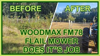 Can the WOODMAX FM78 FLAIL MOWER tackle this neglected CHESTNUT ORCHARD
