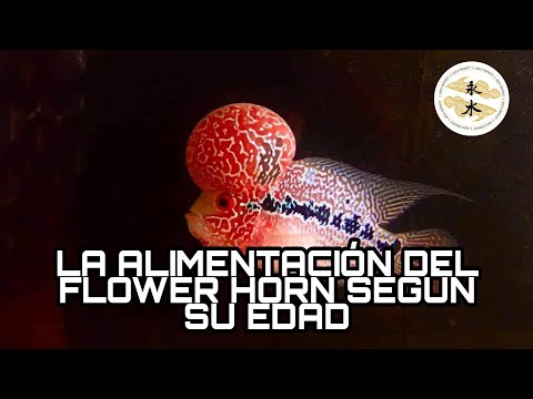 , title : 'LA ALIMENTACIÓN DEL FLOWER HORN SEGÚN SU EDAD'