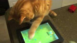 preview picture of video 'Cat playing cut the rope'