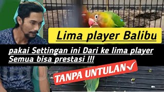 Download lagu cara setingan lovebird balibu prestasi stabil durasi ngekek dan durasi kerja mp3