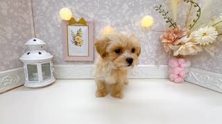 ハーフ犬の動画01