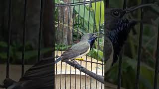 Download lagu Sogon Gacor Bikin Emosi mp3