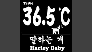 Speaking Dog (말하는 개)