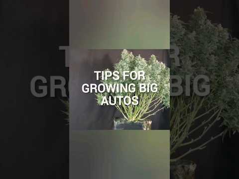 3 Secrets for Growing HUGE Autoflowering Cannabis Plants!