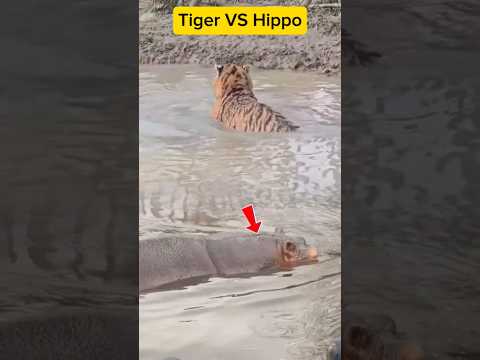 Tiger VS Hippo 😱😧 #animals #tiger #hippo #shorts