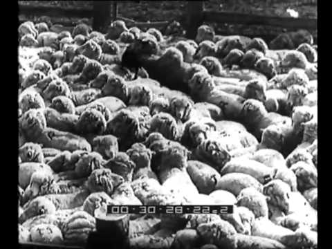 , title : 'Un grande allevamento di ovini.'