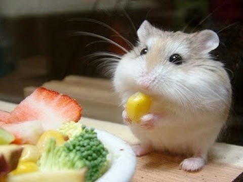 ニコニコ生放送で放送のやり方　ツールダウンロードから放送まで