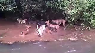 Download lagu Moro Bagong di gunung paparean mentas wahangan cibeet mp3 Download lagu Moro Bagong di gunung paparean mentas wahangan cibeet mp3