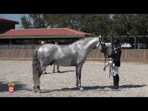 210717 23 Ibero das Lezirias - Aprovação de Garanhões