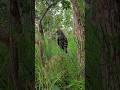 Man sees huge eagle looking for food #wildbirds #nature #wildwater #animals #wildwaters #eagle