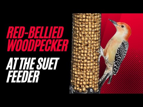 Red bellied Woodpecker at the Suet Feeder