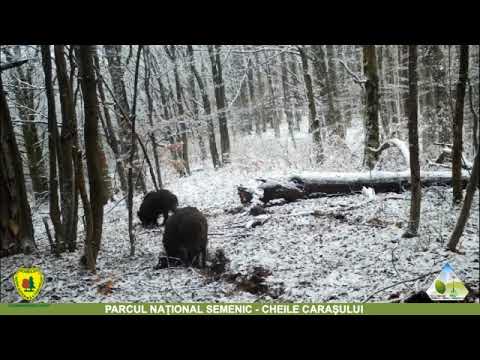 Mistreți in Parcul National Semenic Cheile Carasului