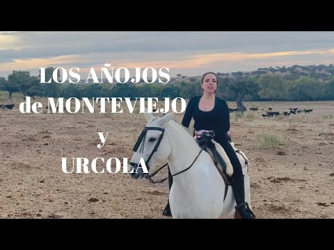 🧲LOS AÑOJOS de MONTEVIEJO, de URCOLA y Sementales de Prueba
